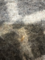 Case-bearing Clothes Moth larva