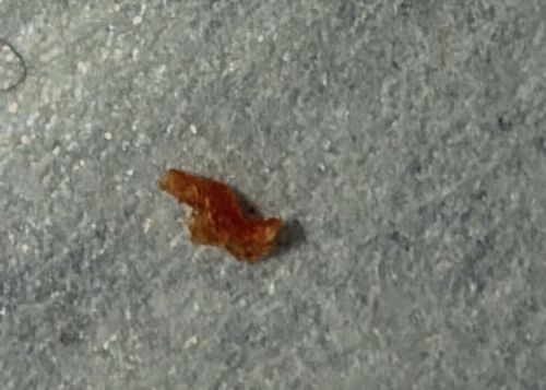 Non-insect material (likely a crumb or debris)