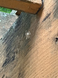 Ghost Spider (molt)