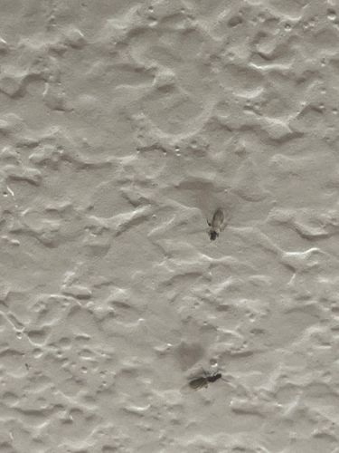 Winged Termite (Alate)