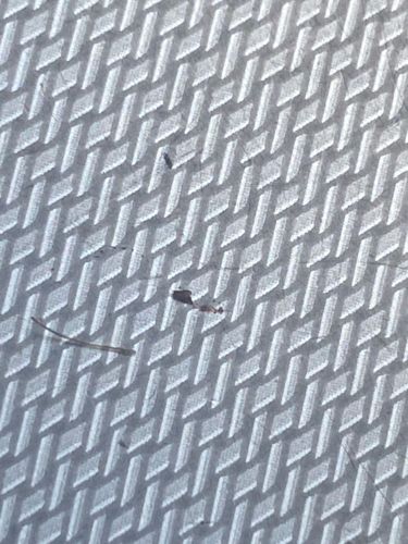 Ghost Ant