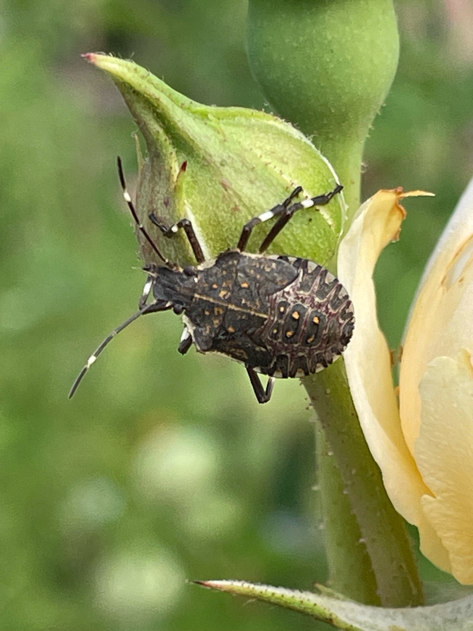 Bagrada bug (painted stink bug)