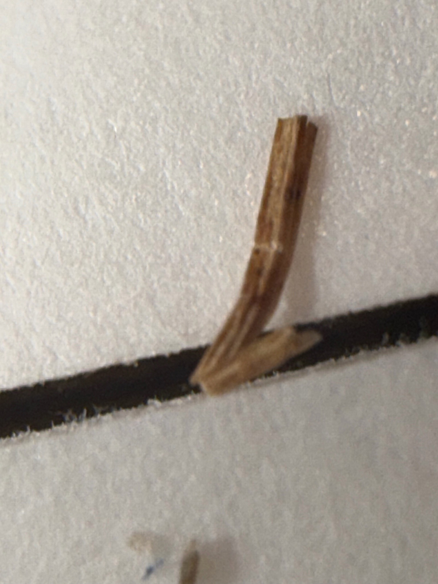 Bagworm
