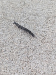 Bagworm (likely evergreen bagworm)