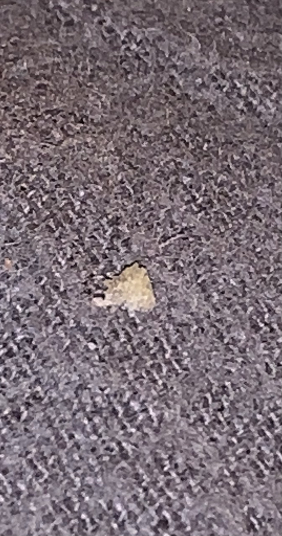 Bagworm moth larva