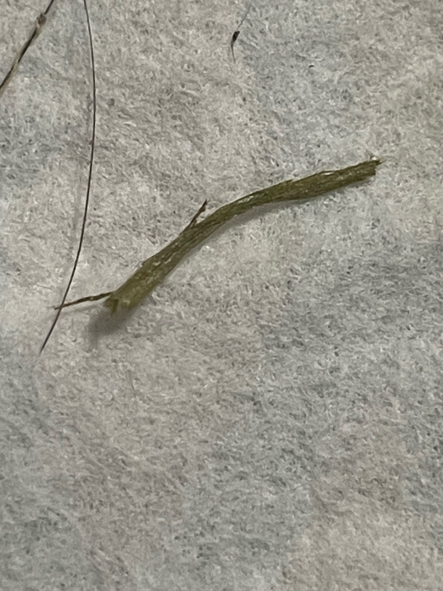Bagworm Moth Larva (Casebearer)