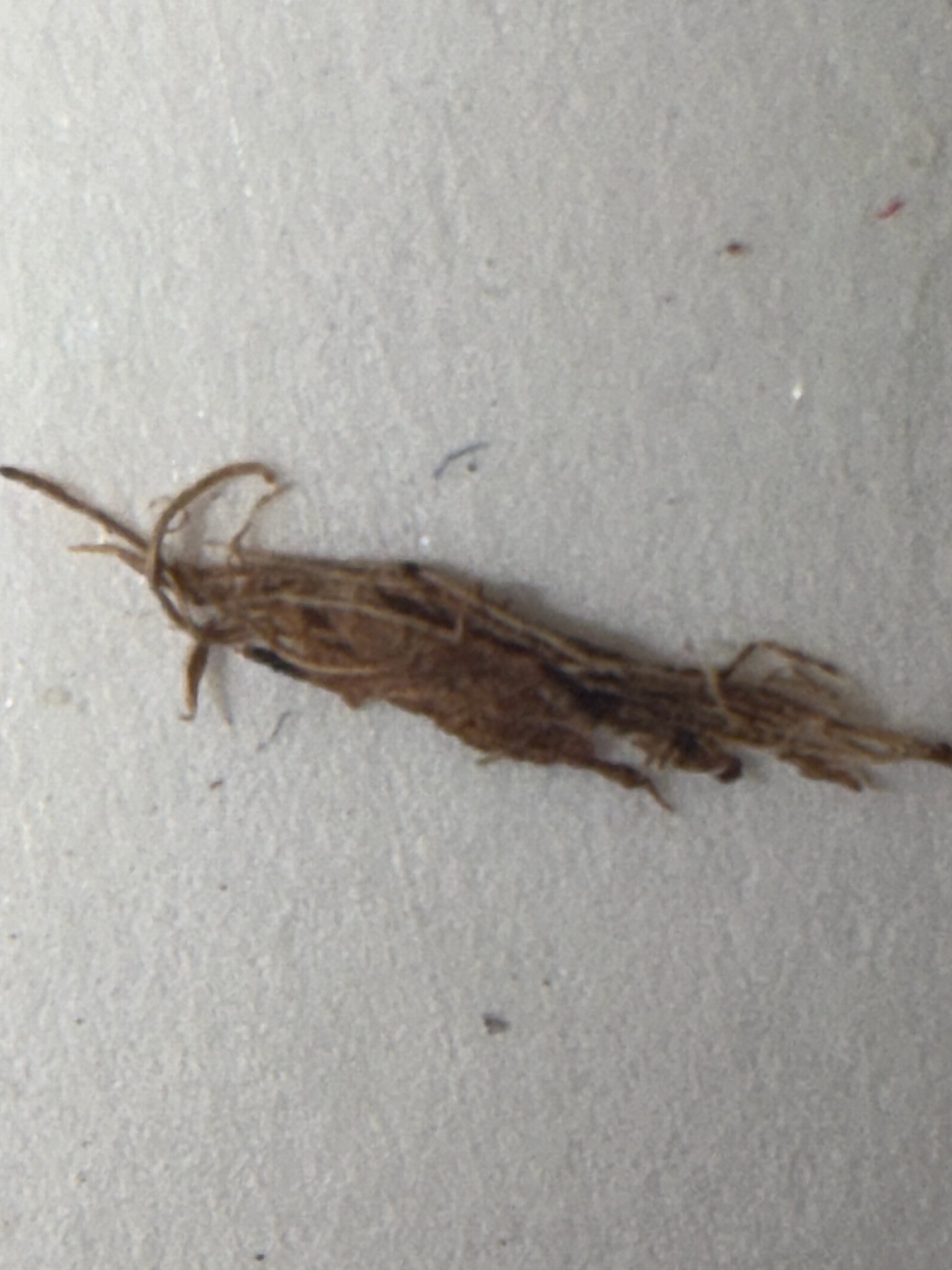 Bagworm Moth Larvae