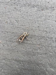 Bald-faced Hornet
