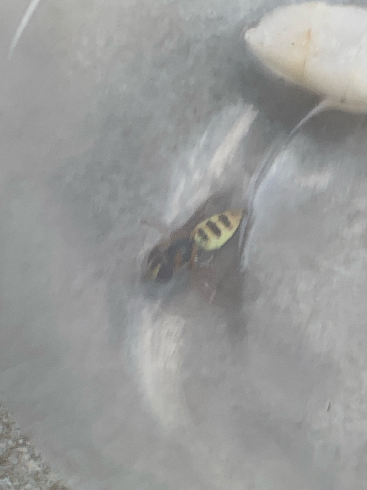 Bald-faced hornet