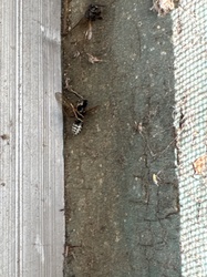Bald-faced hornet (paper wasp relative)