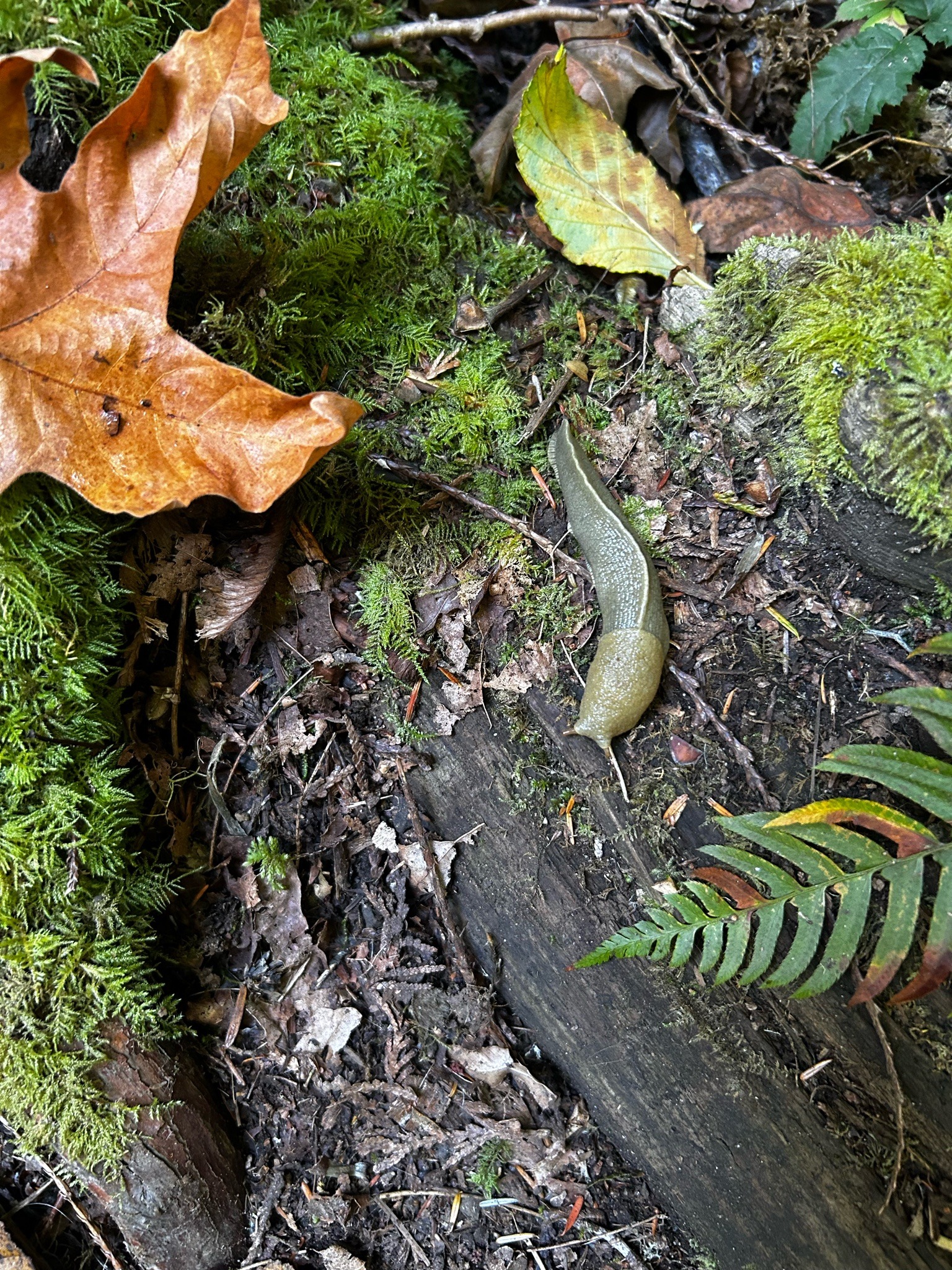 Banana slug