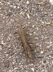 Band-winged Grasshopper