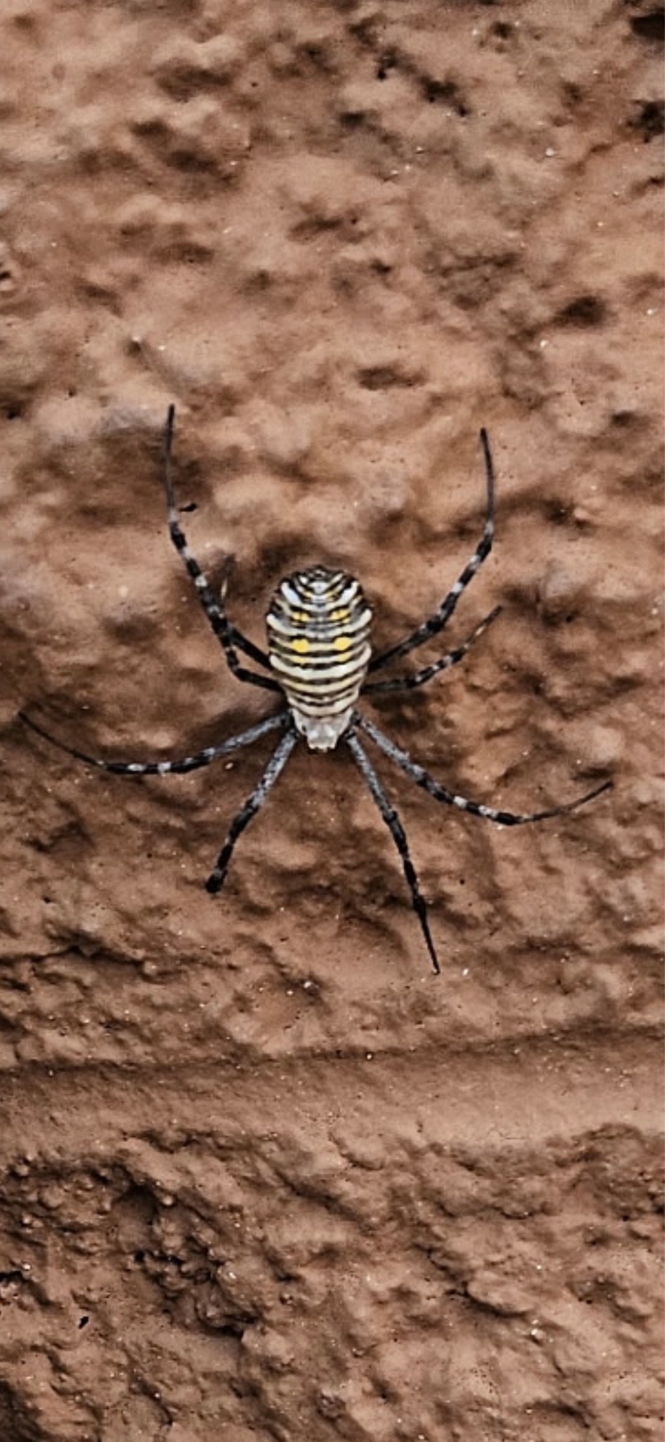 Banded garden spider (wasp spider)