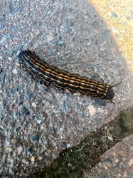 Banded millipede (likely yellow-banded millipede)