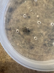 Barklouse (booklouse)
