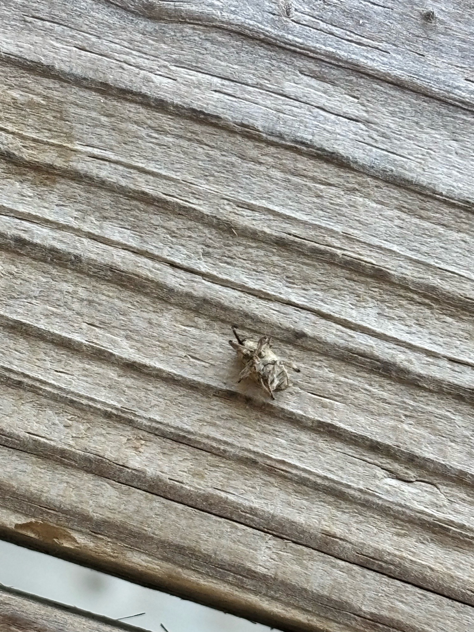 Barklouse (possibly a winged booklouse)