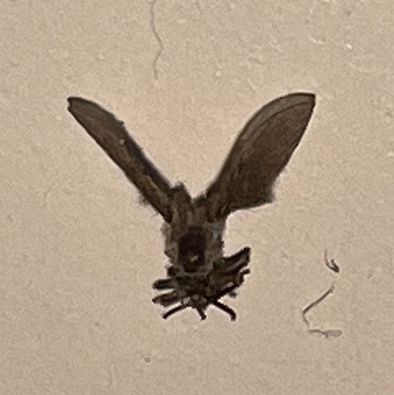 Bat fly (likely a streblid bat fly)