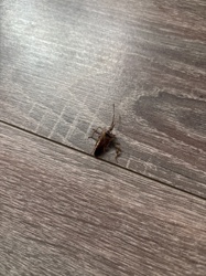 Western Conifer Seed Bug