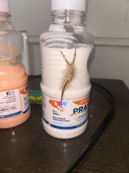 Tussock Moth Caterpillar (likely White-marked Tussock Moth or similar species)