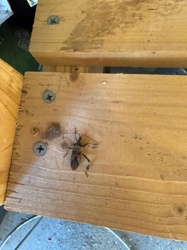 Western Conifer Seed Bug