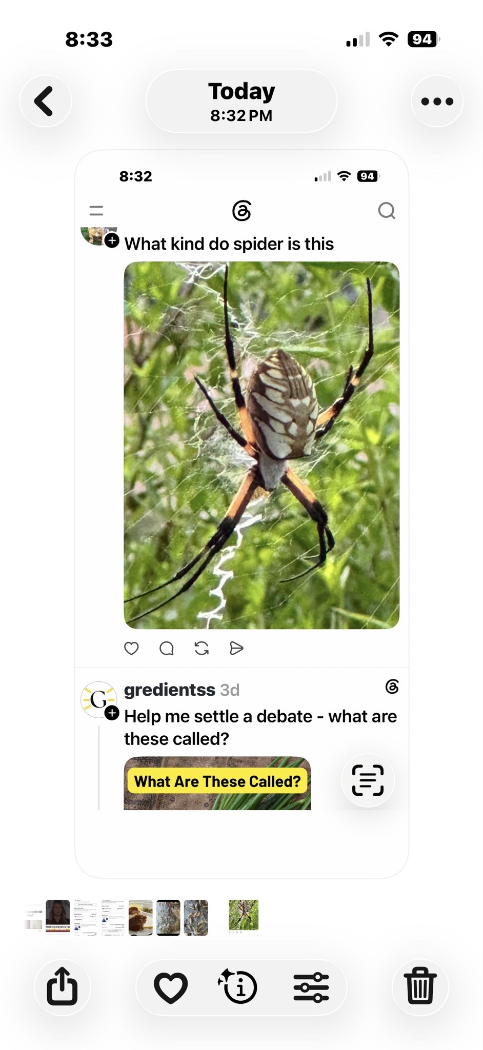 Yellow Garden Spider