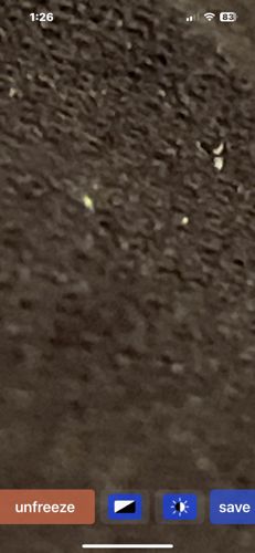 Unidentifiable insect