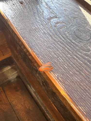 Tiger Moth (likely a species of Lichen Moth or Footman Moth)