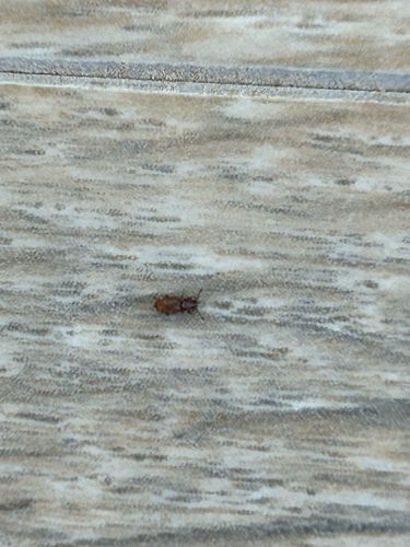 Sawtoothed Grain Beetle