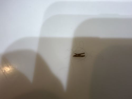 Case-making clothes moth