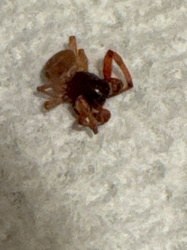 Ground Spider