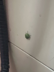 Green Stink Bug