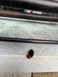 Isabella Tiger Moth Caterpillar (Woolly Bear)