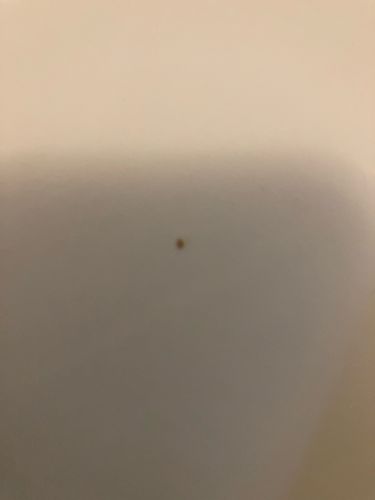 Varied Carpet Beetle