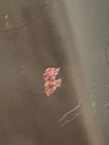 Masked Hunter (Nymph stage)