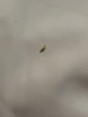 Booklouse / Psocid (most likely a Liposcelis species)