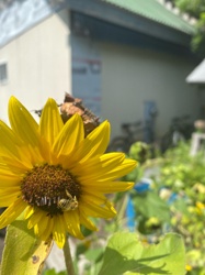 Honey Bee