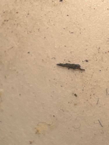 Household Casebearer