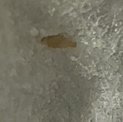 Booklouse (or Psocid)