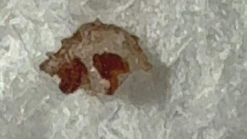 Lacewing Larva (often calls "Junk Bug" or "Trash Bug")