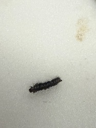 Caterpillar (likely a moth caterpillar due to its appearance)