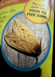 Autumnal Moth