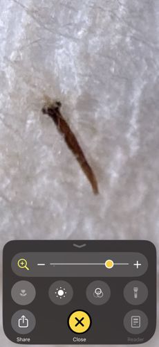 Drain Fly Larva