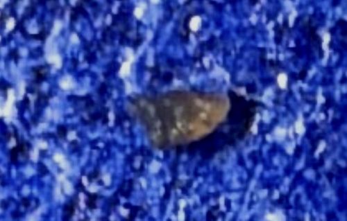 Varied Carpet Beetle