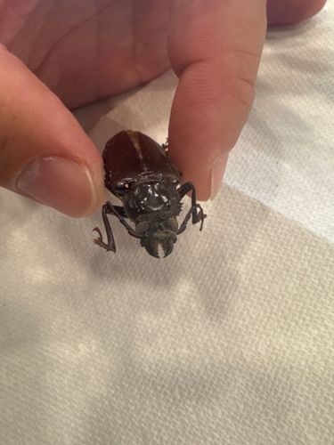 Stag Beetle