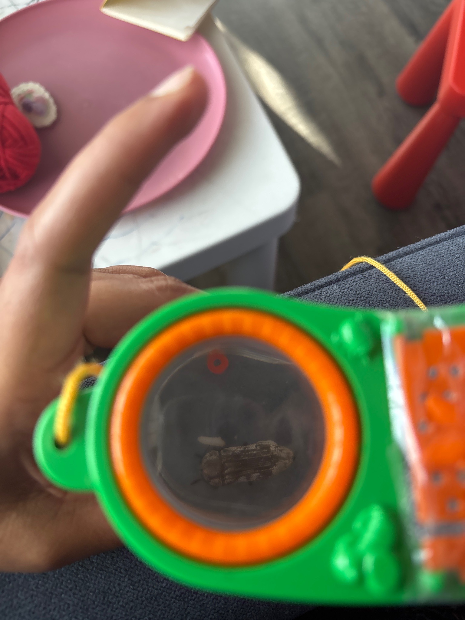 Hide Beetle (Leather Beetle)