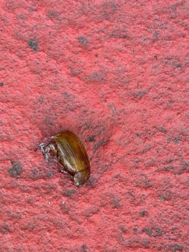 Hydrophilidae (Water Scavenger Beetle)