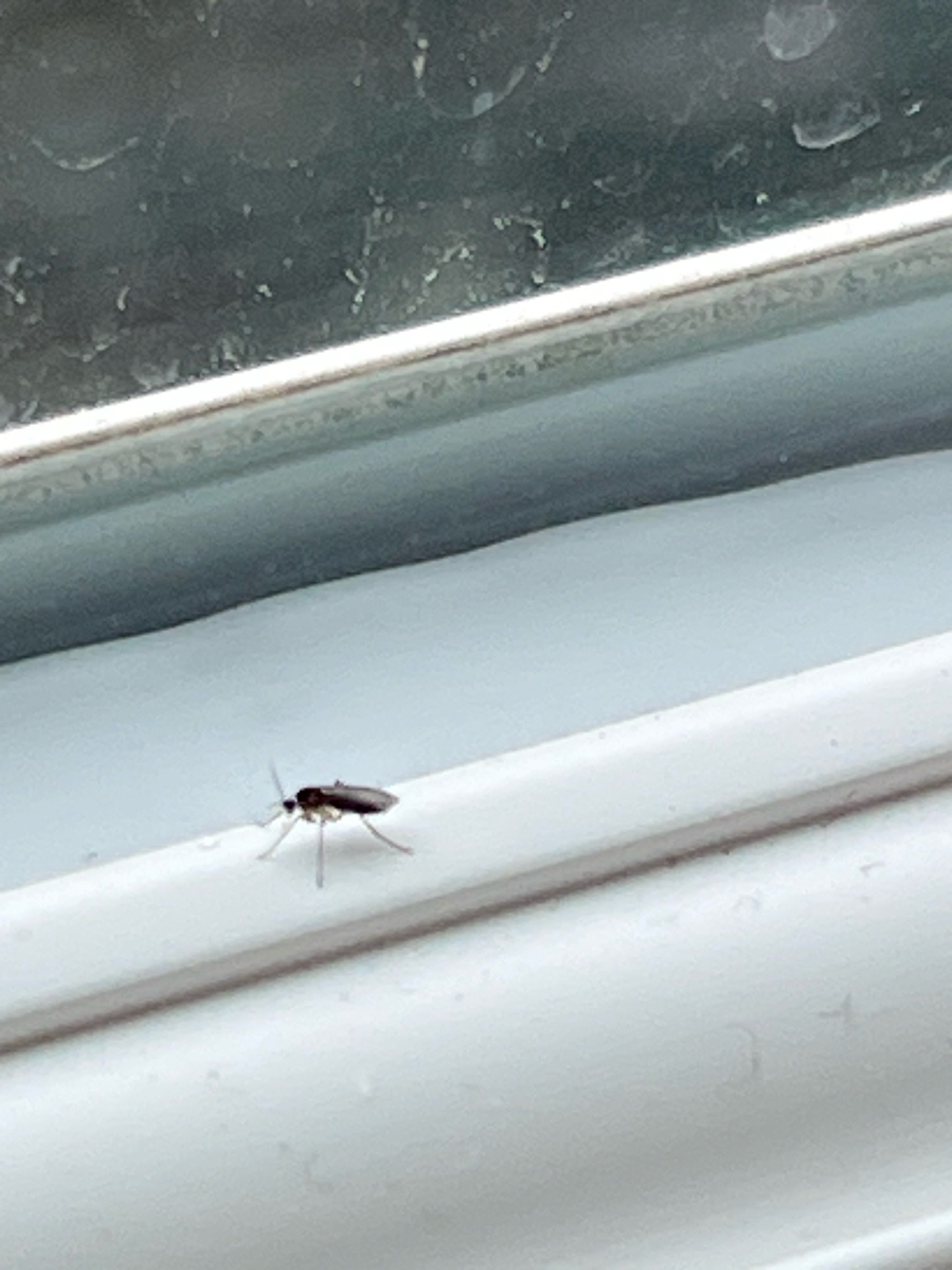 Fungus Gnat