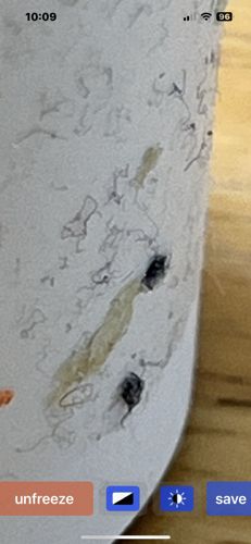 Household Casebearer Moth (larva)