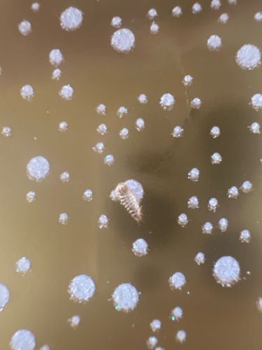 Carpet Beetle Larva (likely varied carpet beetle or furniture carpet beetle)