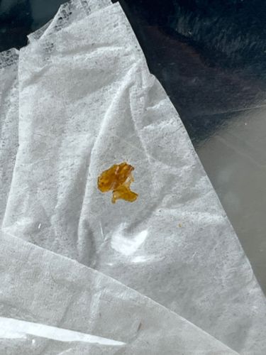 Common Bed Bug (Immature/Nymph)